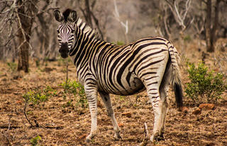 Wildlife