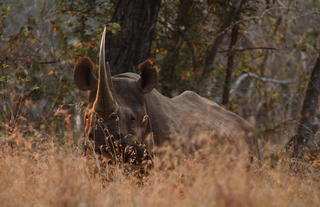 Big 5 - Black Rhino