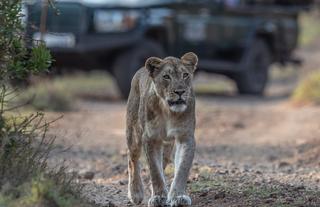 Safari Experience
