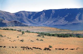 Explore plateau grasslands teeming with wildlife - our Samara Mara