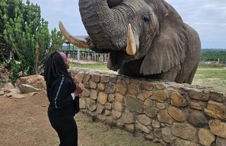 Elephant Interaction