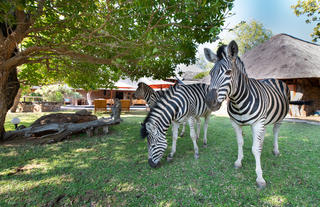 Zebras roaming around the Lodge