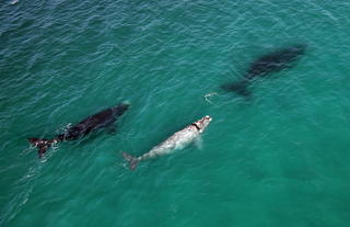 Lekkerwater Beach Lodge at De Hoop Reserve near Cape Town