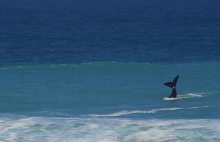 Lekkerwater Beach Lodge at De Hoop Reserve near Cape Town