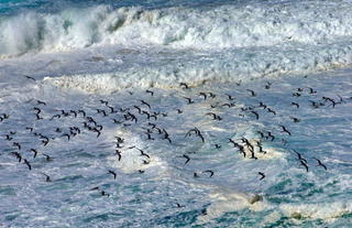 Lekkerwater Lodge - bird life 