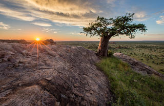 Mmamagwa baobab