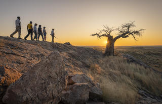 Baobab sunset