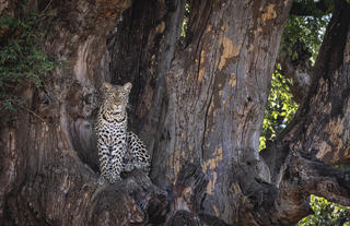 Leopard in Mashatu tree