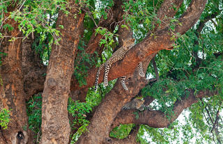 Leopard in tree