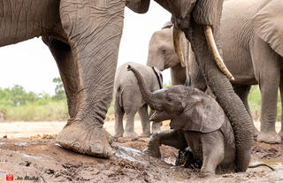 Elephants
