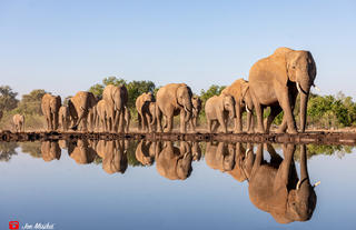 Elephant herd