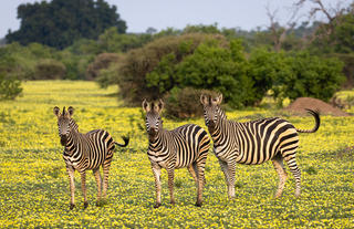 Zebra