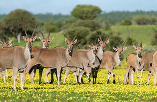 Eland