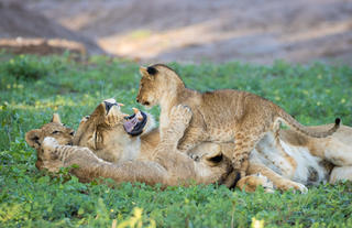 Lion and cubs