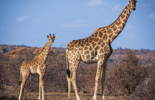 Tuli Safari Lodge Mashatu- Giraffe seen on Safari