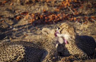 Tuli Safari Lodge Mashatu- Cheetahs seen on Safari