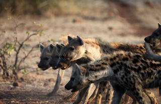 Local Spotted Hyena Clan