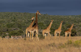 Amakhala Game Reserve 