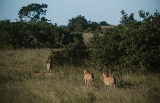 Amakhala Game Reserve 