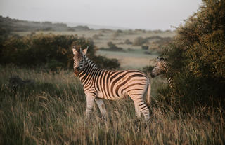 Amakhala Game Reserve 