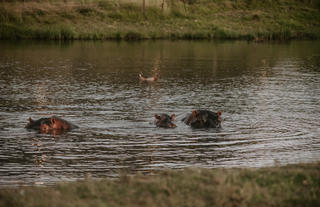 Amakhala Game Reserve 