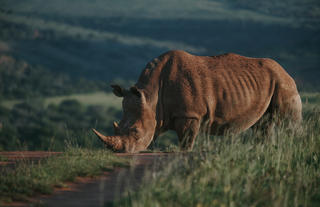 Amakhala Game Reserve 