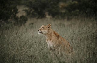 Amakhala Game Reserve 