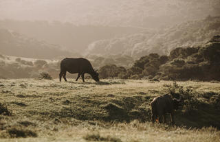 Amakhala Game Reserve 