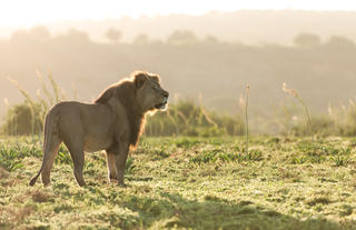 Amakhala Game Reserve 