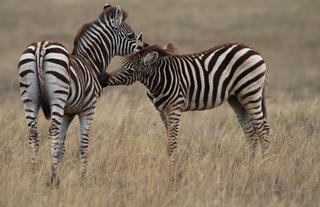 Amakhala Game Reserve 