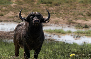 Amakhala Game Reserve 