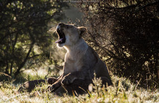 Amakhala Game Reserve 