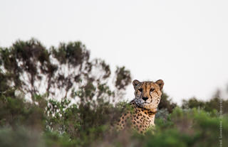 Amakhala Game Reserve 