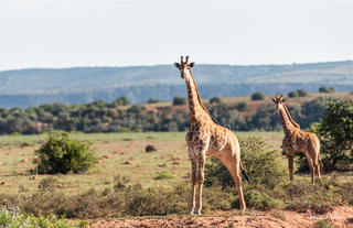 Amakhala Game Reserve 