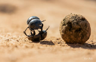 Amakhala Game Reserve 