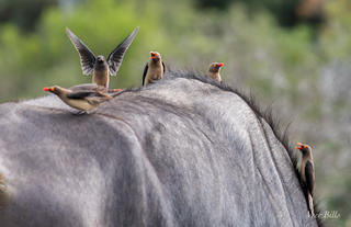 Amakhala Game Reserve 