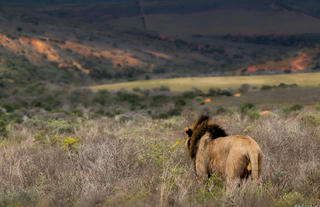 Amakhala Game Reserve 