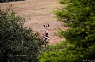 Amakhala Game Reserve 