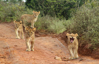 Amakhala Game Reserve 