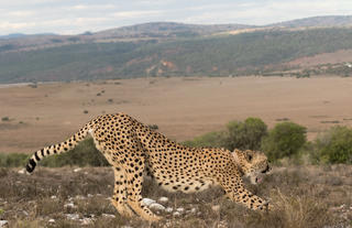 Amakhala Game Reserve 