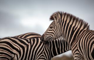 Amakhala Game Reserve 