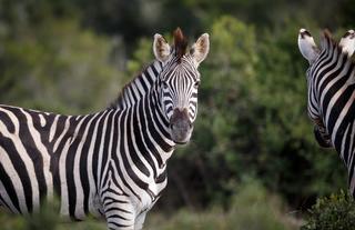 Amakhala Game Reserve 