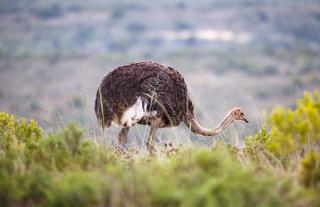 Amakhala Game Reserve 