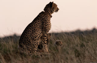 Amakhala Game Reserve 