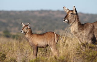 Amakhala Game Reserve 