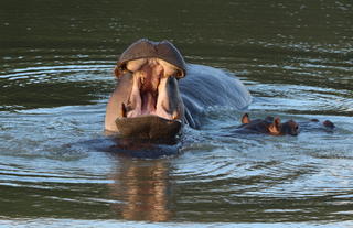 Amakhala Game Reserve 