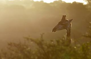 Amakhala Game Reserve 