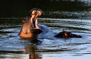 Amakhala Game Reserve 