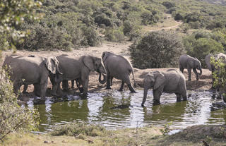 Amakhala Game Reserve 