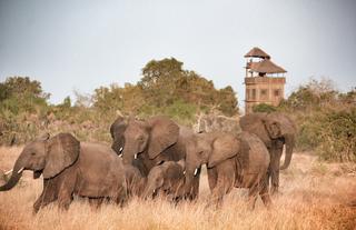 Bab's Camp with Elephants